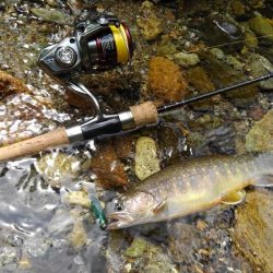 九頭竜川水系でイワナ釣り